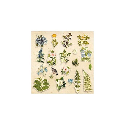 Die Cuts Coleccion "Botany Summer" 59 Pcs